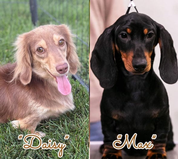 Daisy x Max