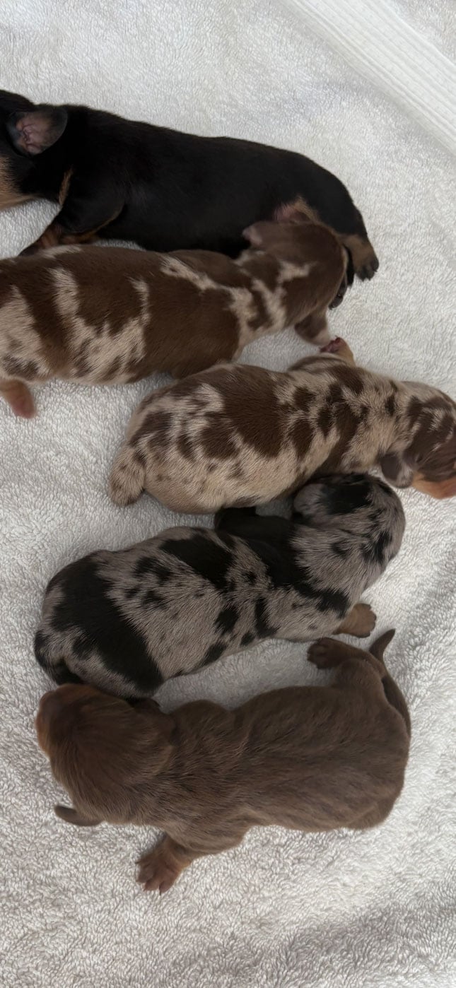 Pretzel x Max litter