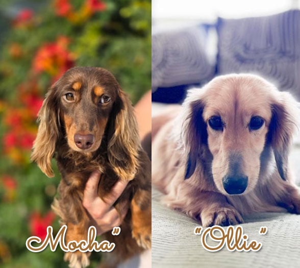 Mocha x Ollie