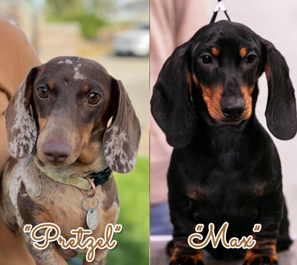 Pretzel x Max litter