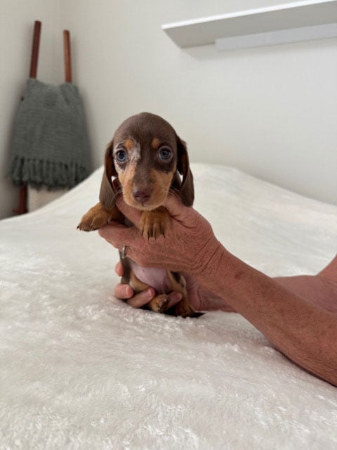 Zandri x Atlas Litter