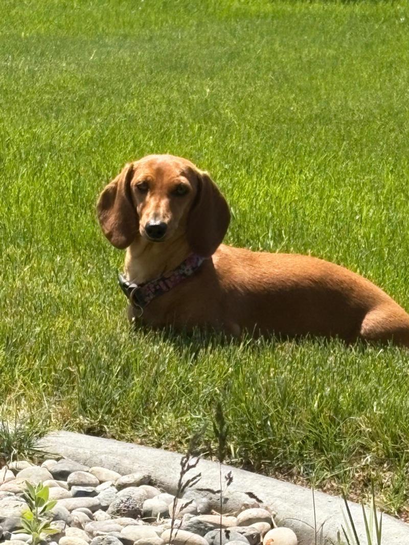 Deserts Lola