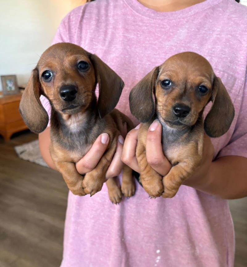 Lola x Max