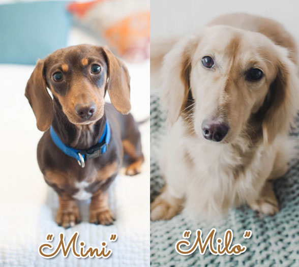 EXPECTING IN JULY<br>Mini x Milo Litter