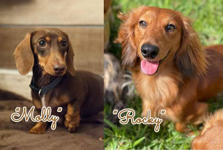 NOW ACCEPTING DEPOSITS<br>Molly x Rocky Litter