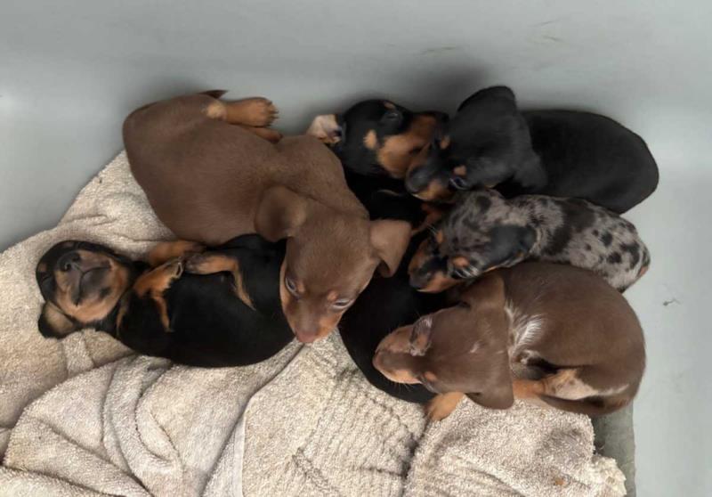 Zandri x Atlas Litter